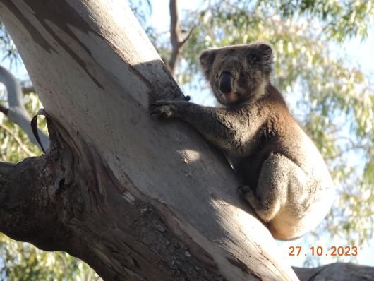 Koala